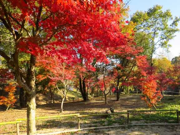 大分農業文化公園るるパーク キャンプ場