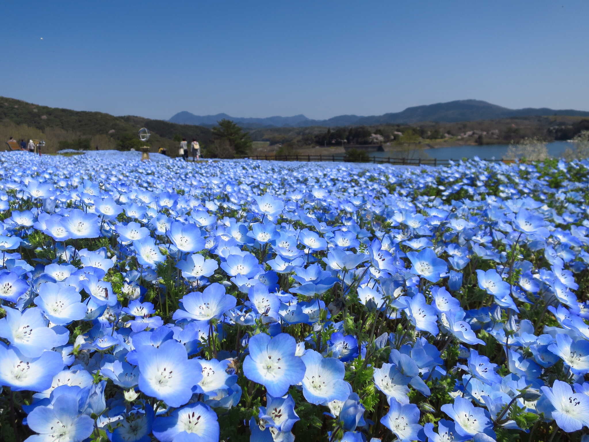 るるパークキャンプ場(大分農業文化公園)の写真 5枚目