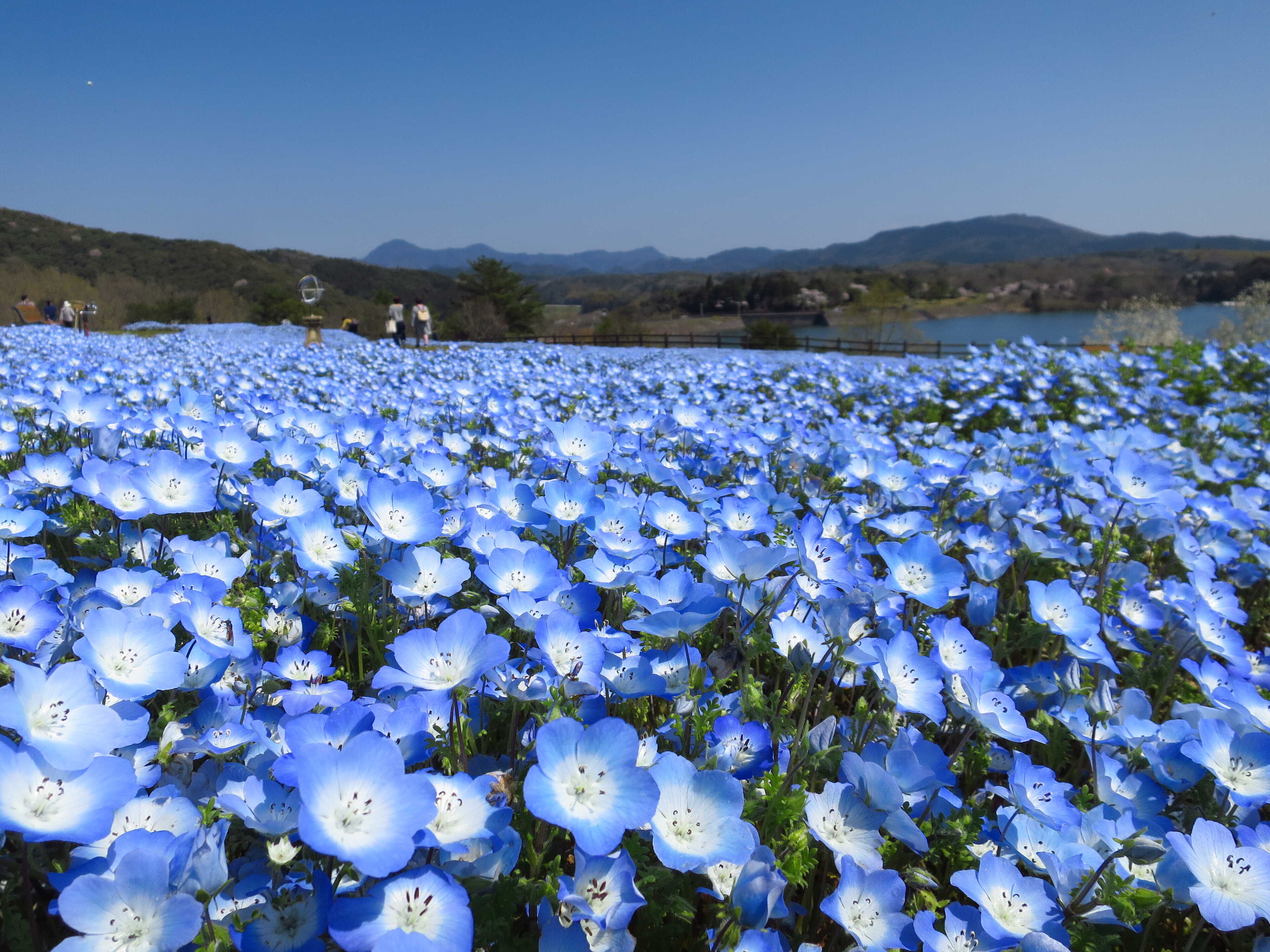 るるパークキャンプ場(大分農業文化公園)の写真 5枚目