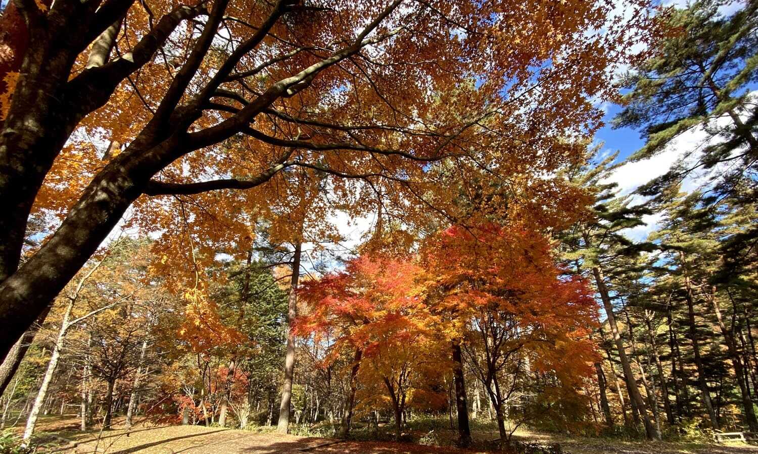 須砂渡憩いの森オートキャンプ場