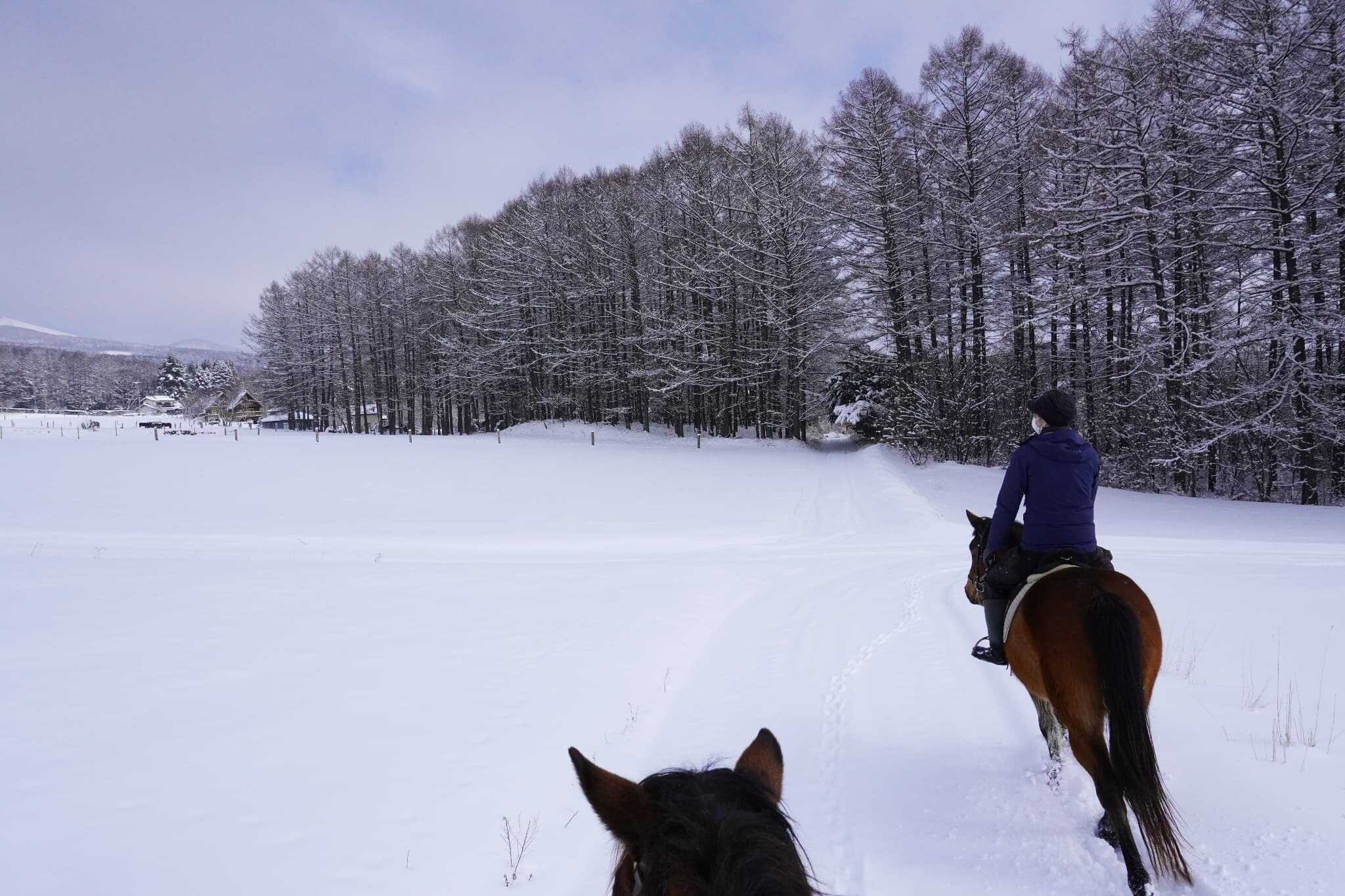 キャンプ場の近くで乗馬体験もできる