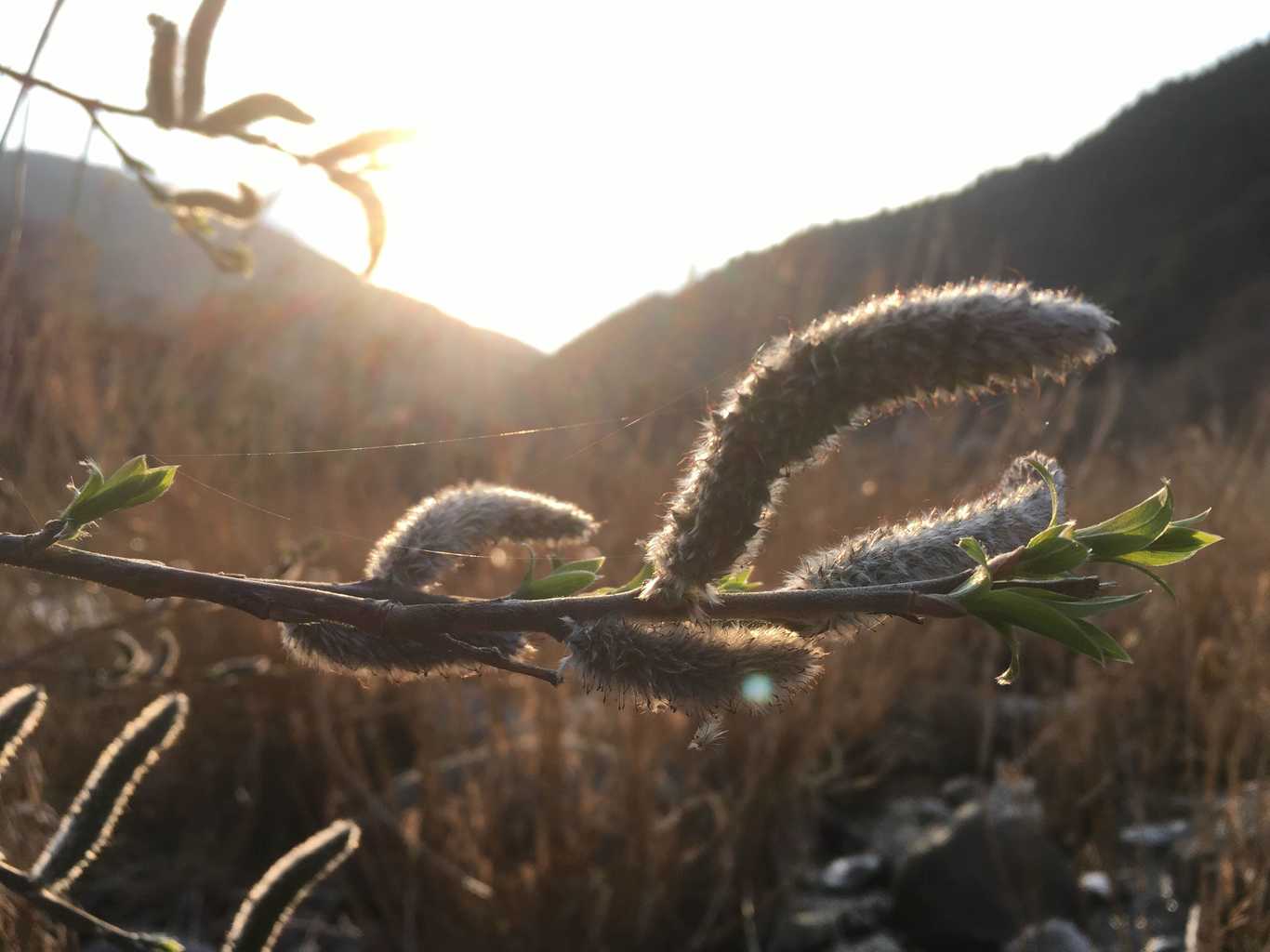 パンゲアフィールド photo 3