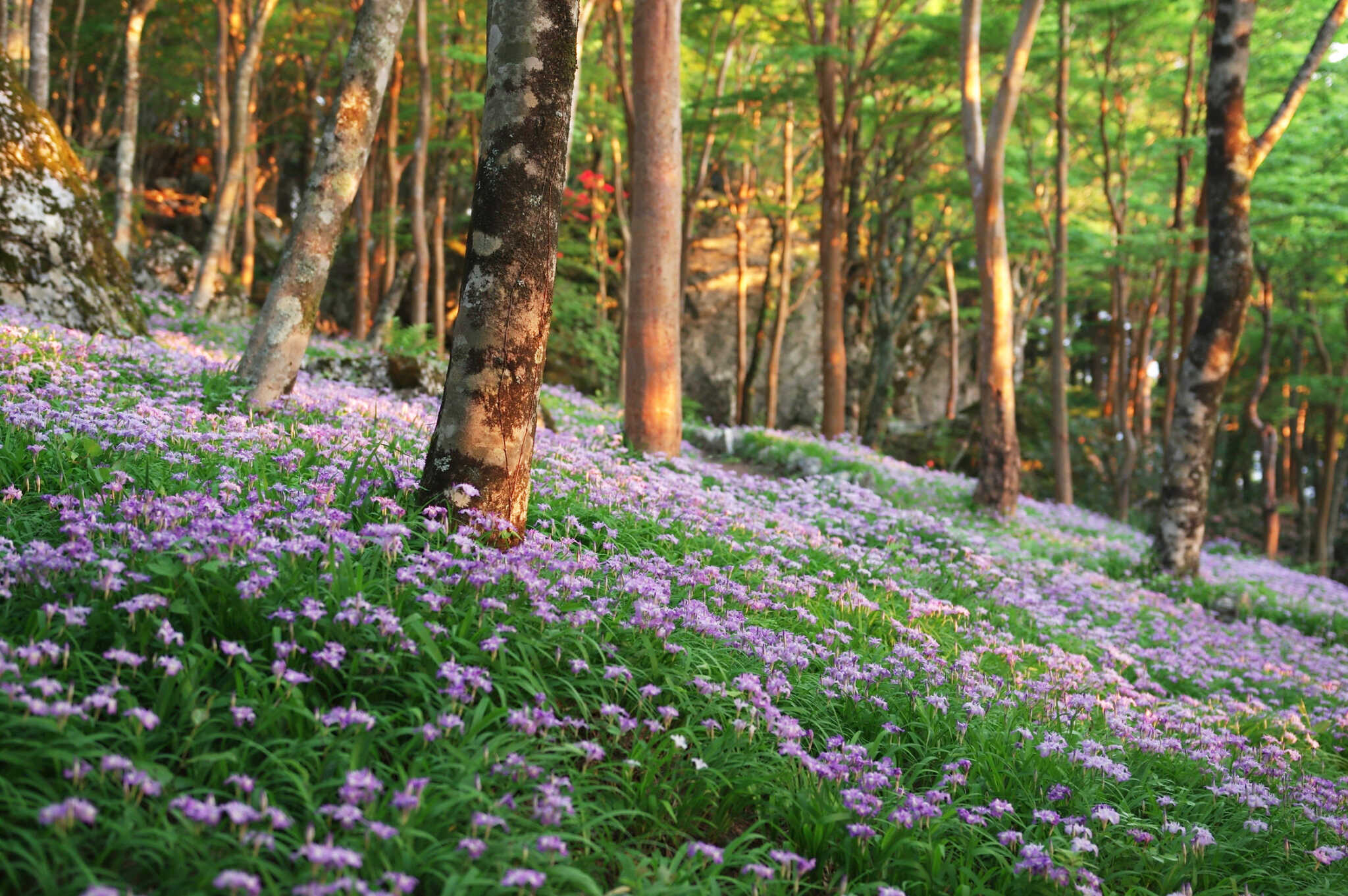 四国山岳植物園岳人の森の写真 5枚目