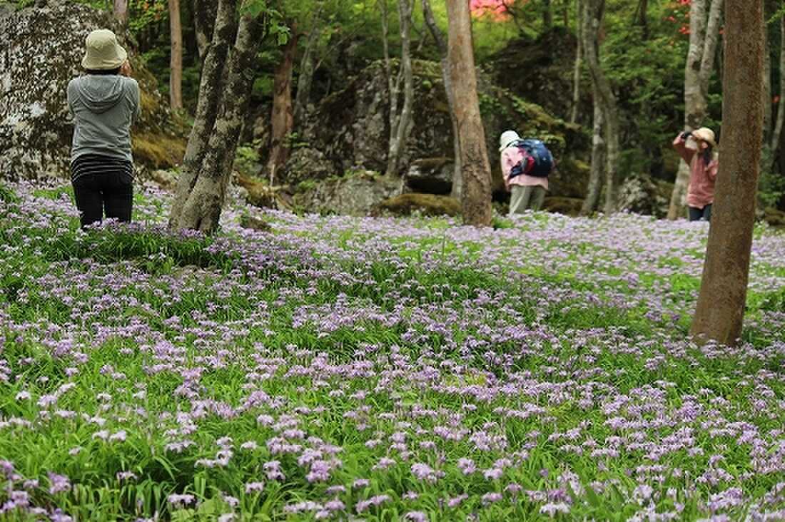 多くの絶滅危惧種が咲き乱れる植物園を散策していただけます。
