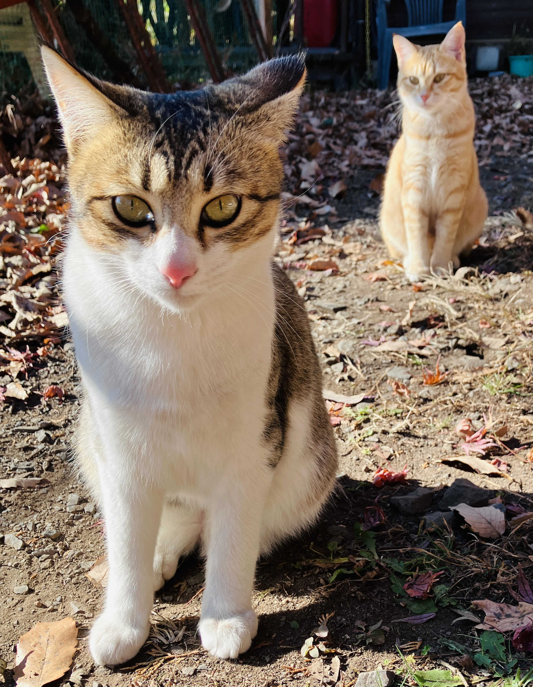 オーナー