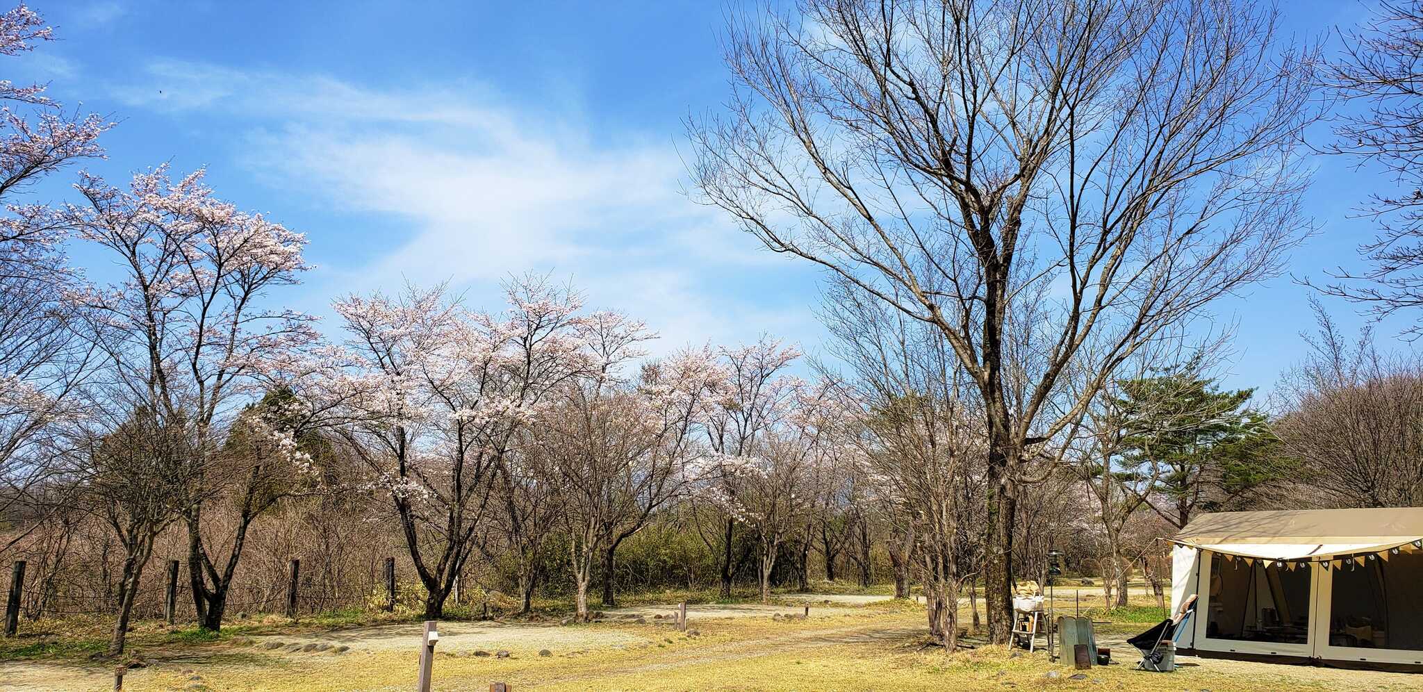 川沿いサイトは春には桜が咲きます♪