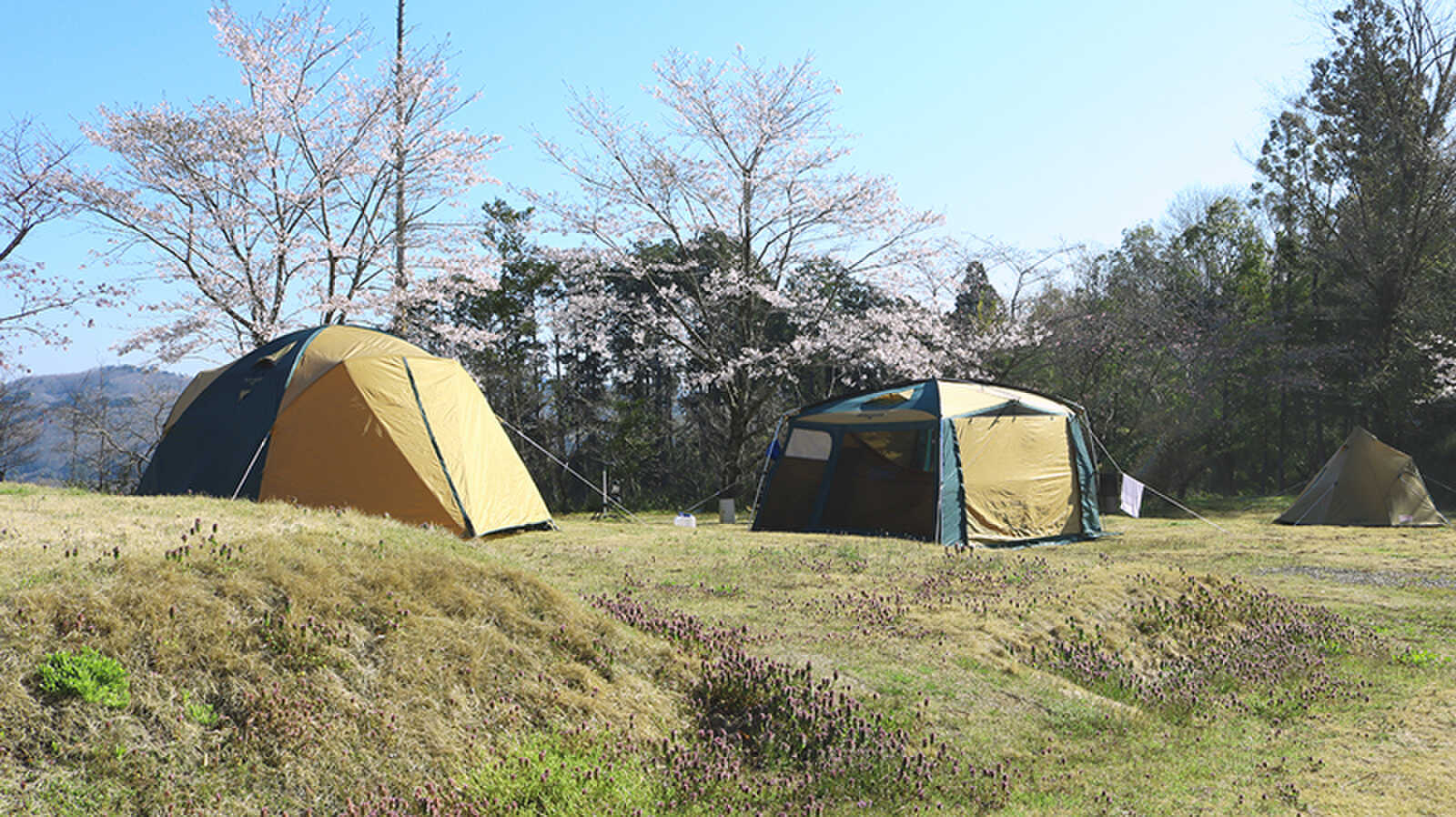 春にはキャンプをしながら桜を楽しむことができます