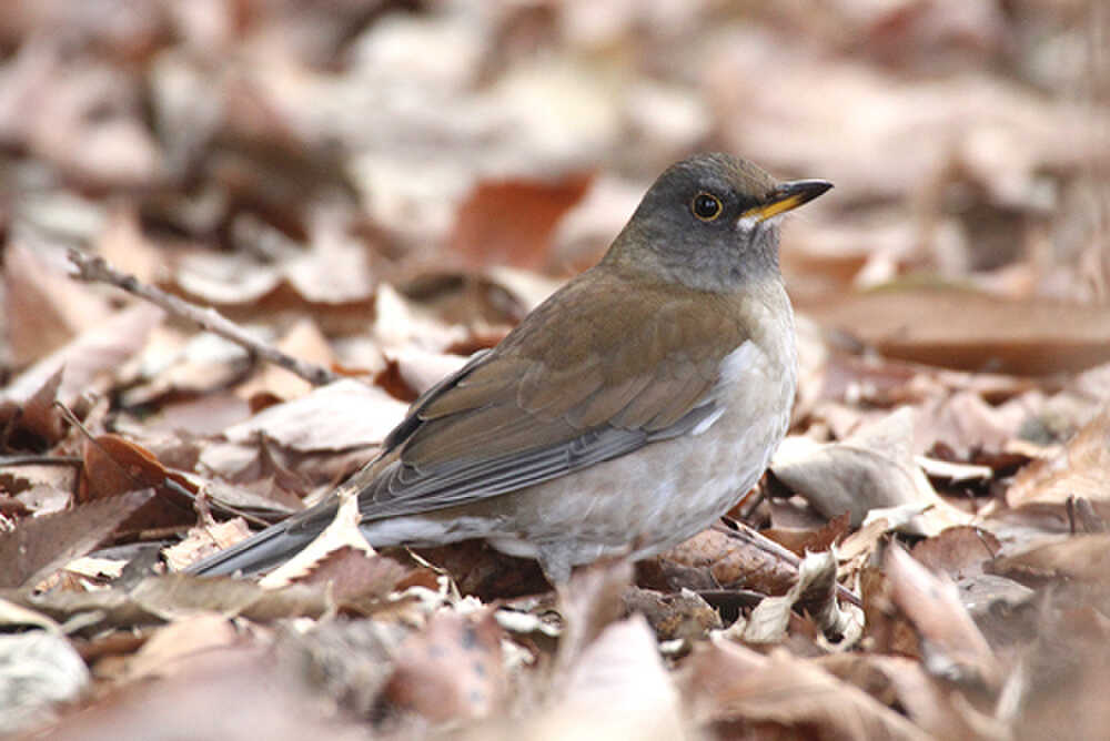 バードウォッチングも楽しむことができます。近隣に生息する様々な野鳥をお楽しみください