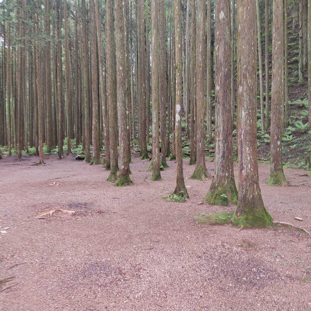 泉の森のオートキャンプ場の写真 5枚目