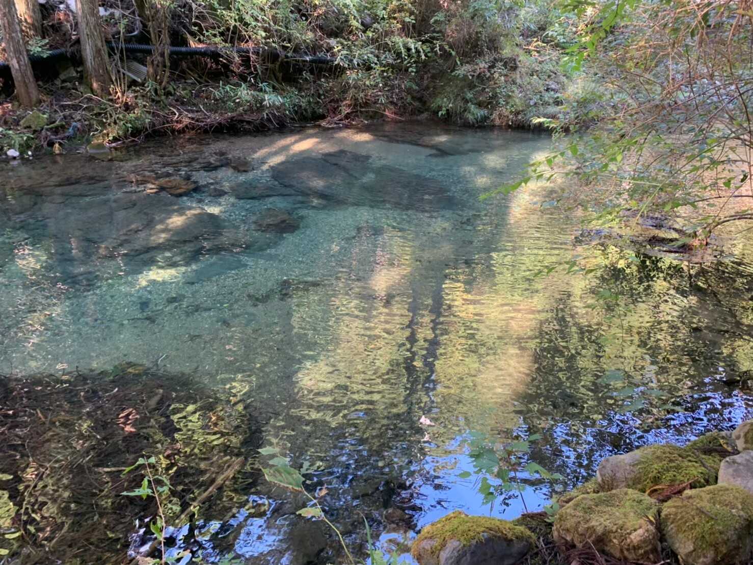 水がめちゃくちゃ綺麗です!天然の魚も生息しています!