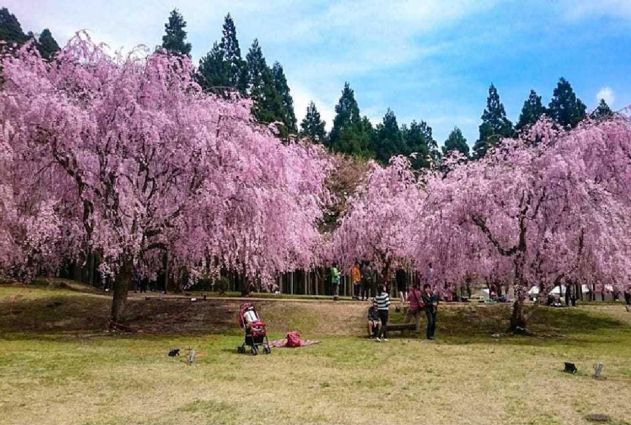春にはしだれ桜の並木も♪※花見の時期は駐車場が混雑しますのでご注意ください。