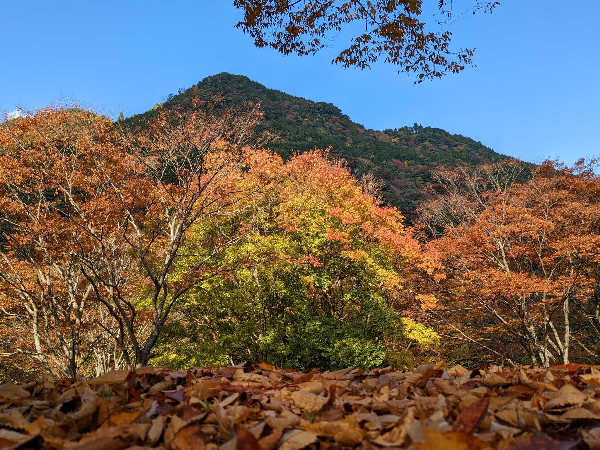 四季の山荘「求菩提」 求菩提キャンプ場
