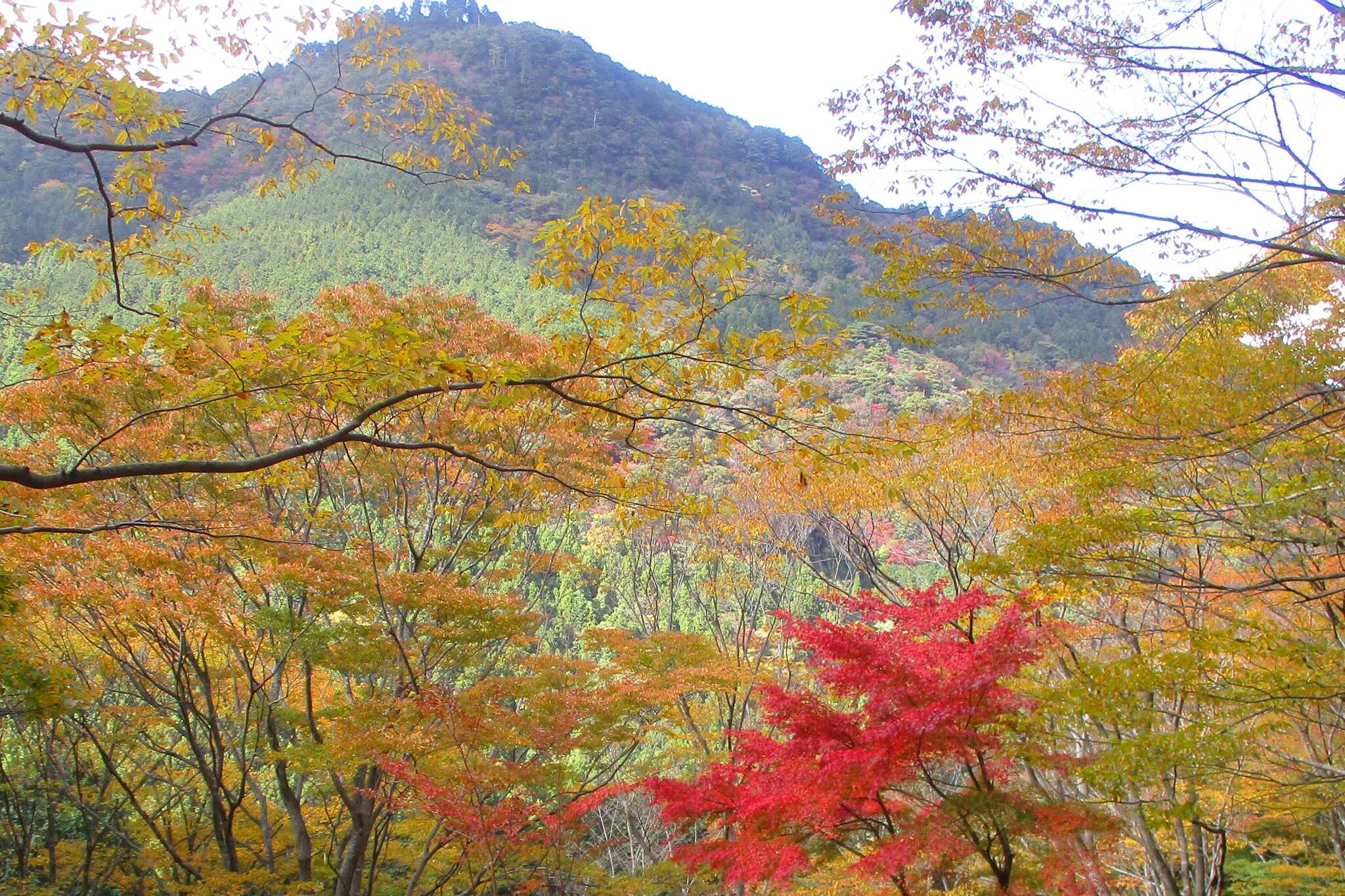 四季の山荘「求菩提」 求菩提キャンプ場の写真 2枚目