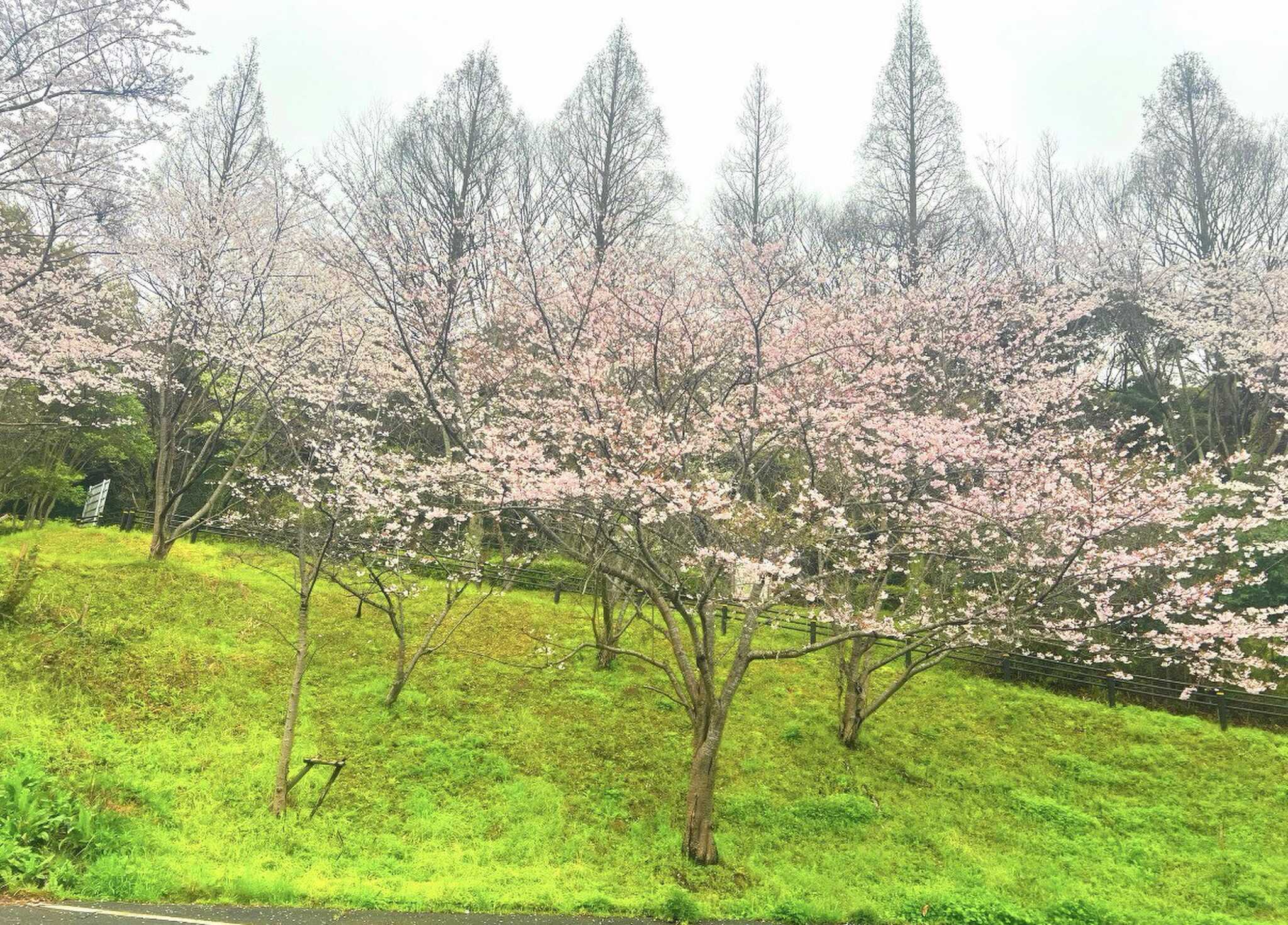 しょうぶ谷キャンプ場(旧:菖蒲谷キャンプ場)の写真 4枚目