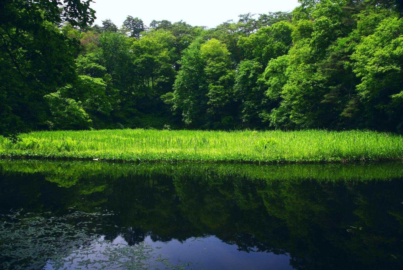 県の天然記念物「蓋沼の浮島」も見学できる!
