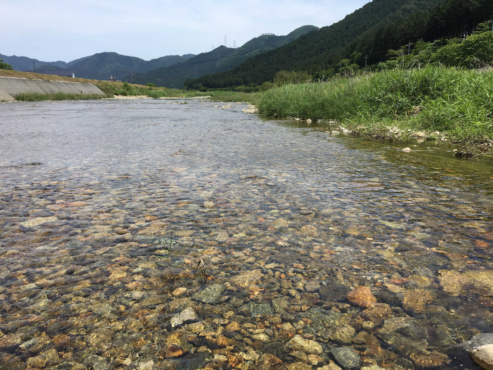 清流<杉原川>であまごつかみ取りもできます!