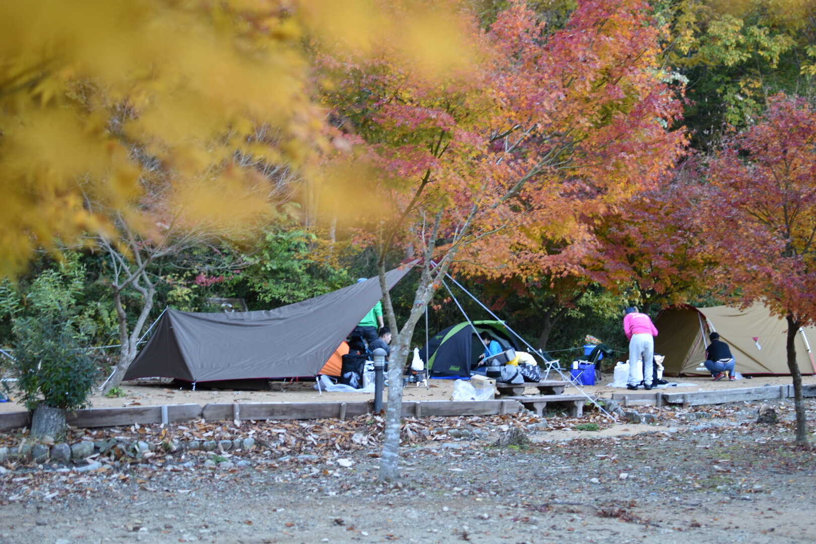 丹波悠遊の森の写真 5枚目