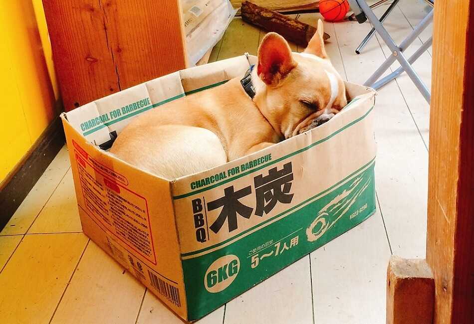 営業部長のニコです♪よろしくお願いします!ワンちゃん大歓迎です♪