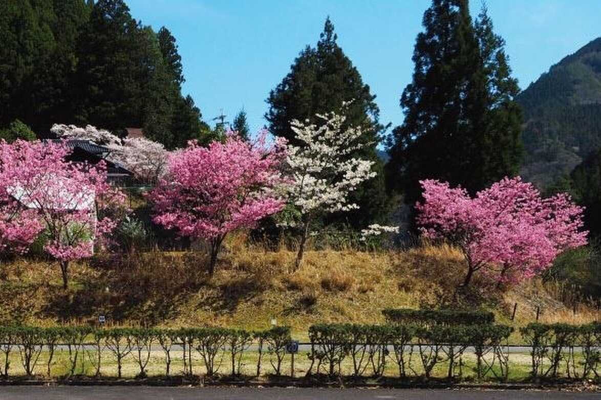 北寺オートキャンプ場の写真 2枚目