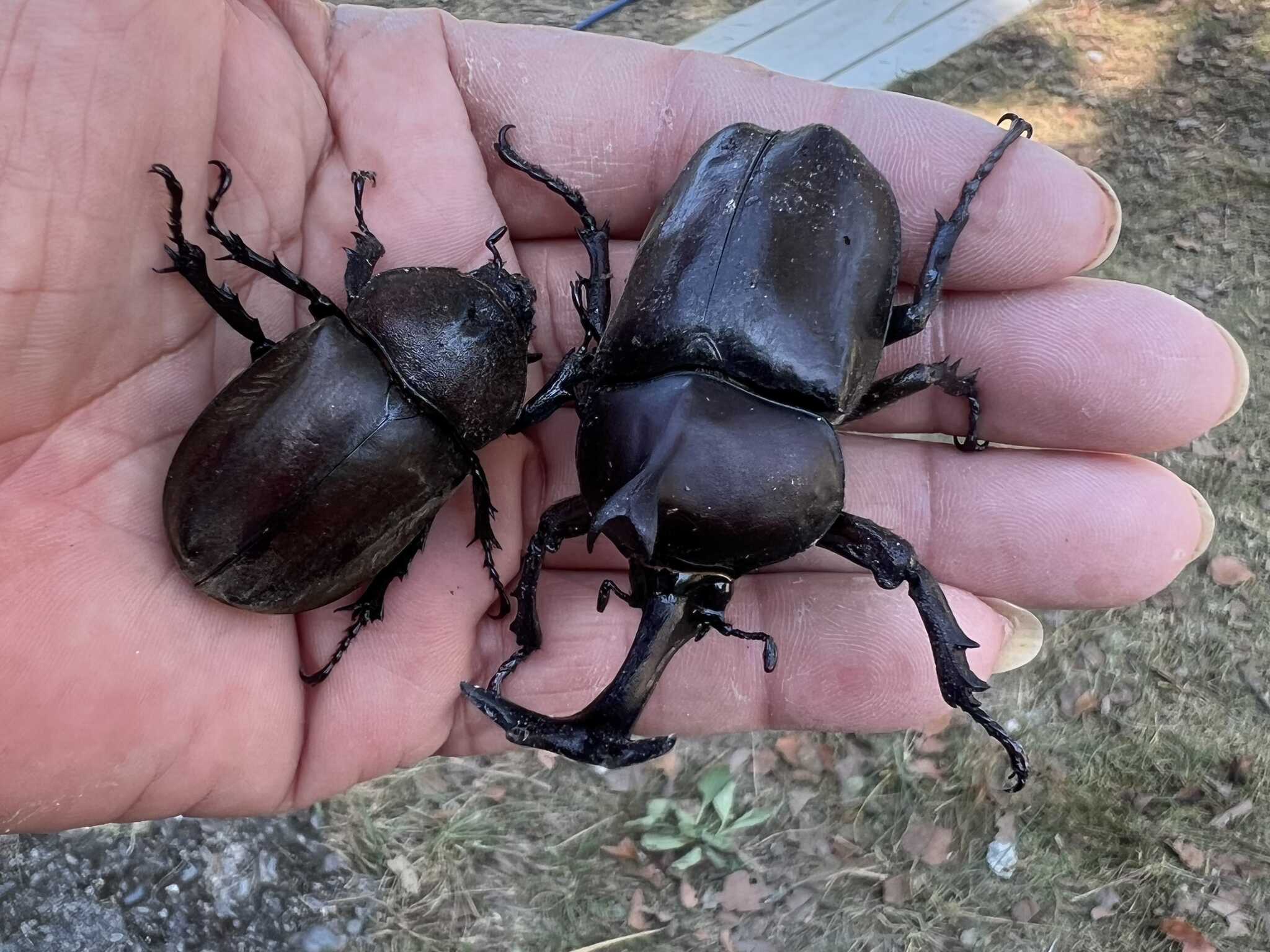 夏はカブトムシやクワガタがいっぱいとれるよ
