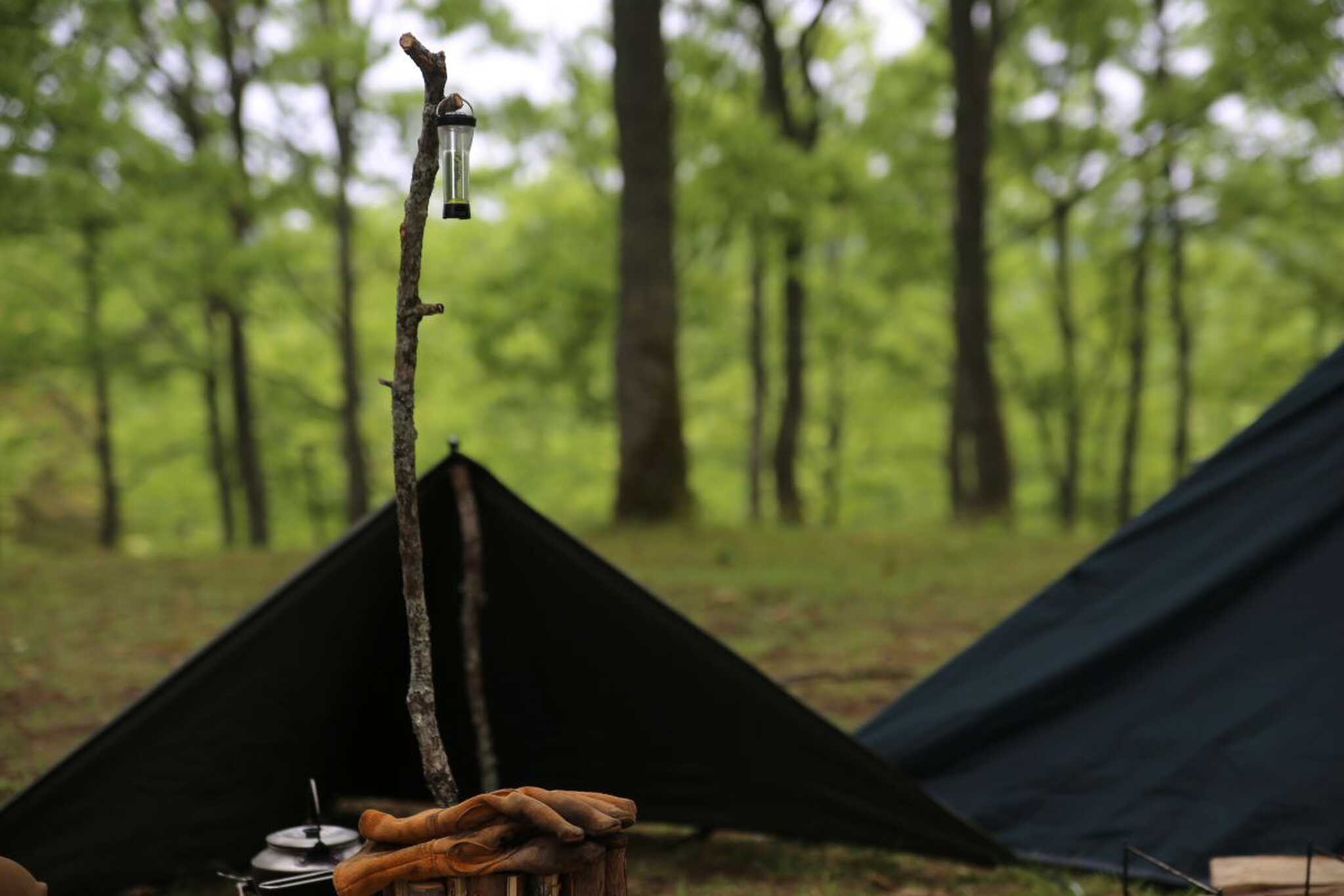 いつもと違う朝をむかえよう(FOREST SITE)