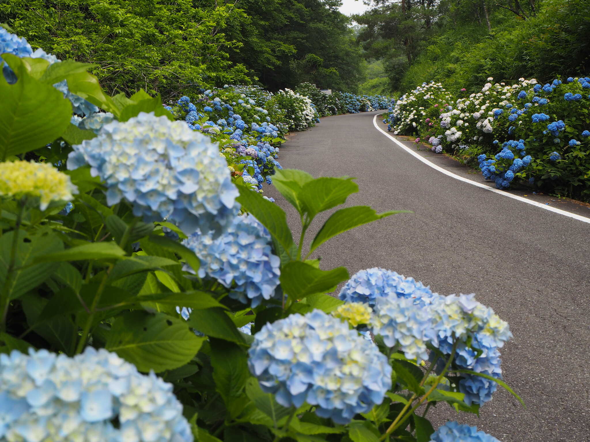 たけべの森公園オートキャンプ場の写真 5枚目