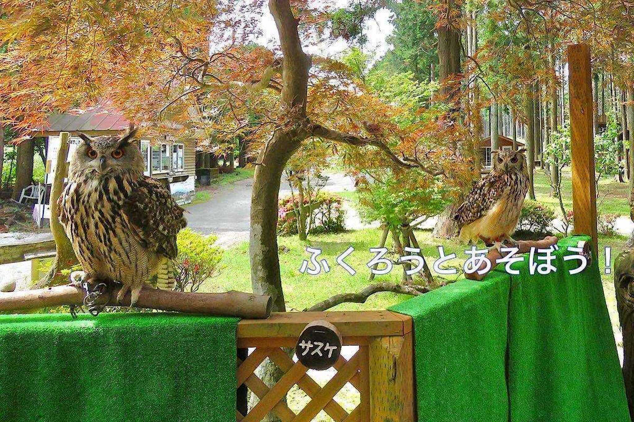 細野高原ツリーハウス村キャンプ場の写真 4枚目