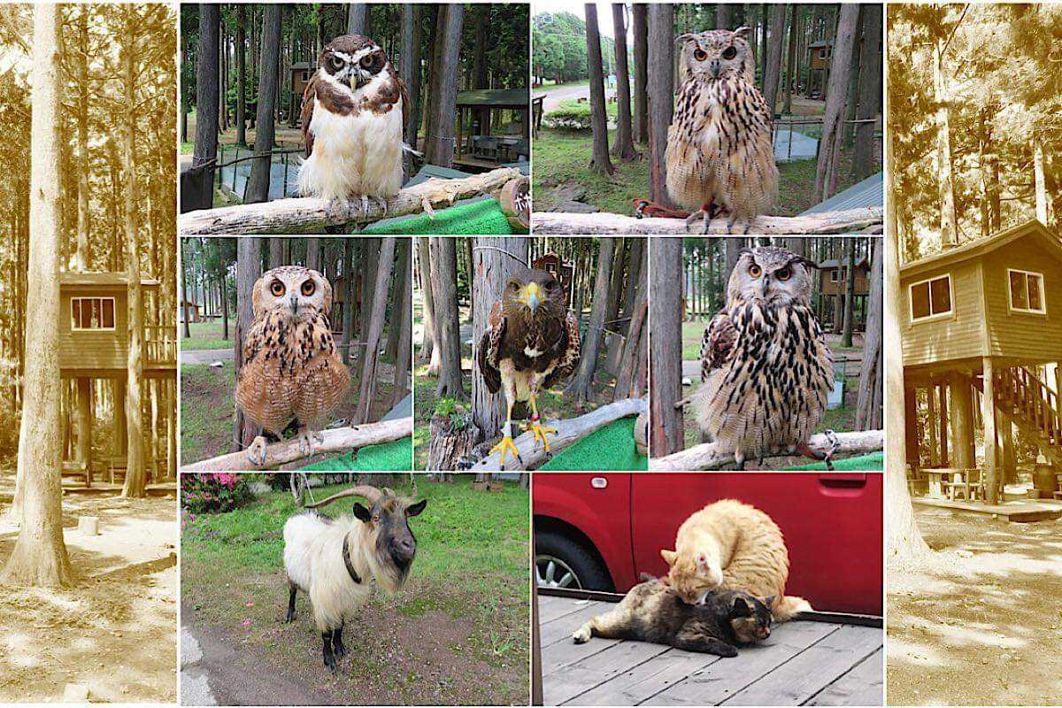 動物達がいっぱいのキャンプ場です。