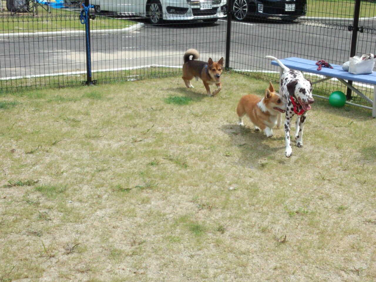 【ドッグラン】があるのでワンちゃんを思い切り走らせることも出来ます♪