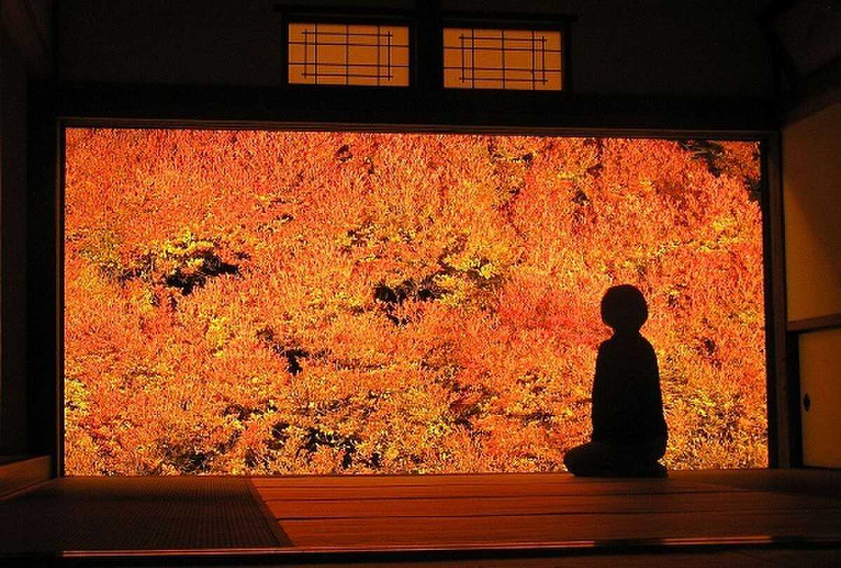 『安国寺』のどうだんつつじ(11月下旬頃)※車で約2分