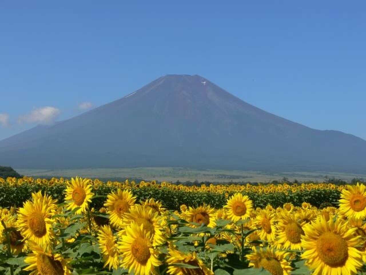【山中湖花の都公園】徒歩8分♪花の都公園から眺める富士山は他に遮る物がありませんので写真家の憧れのスッポトです♪