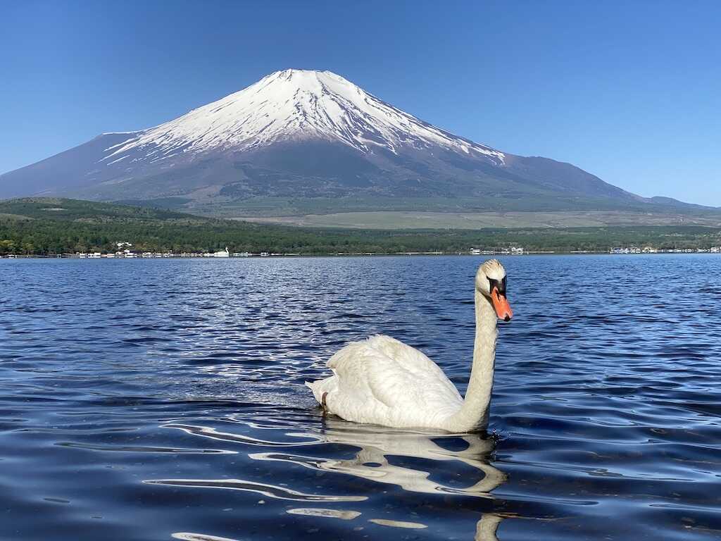 高確率で会える白鳥と富士山