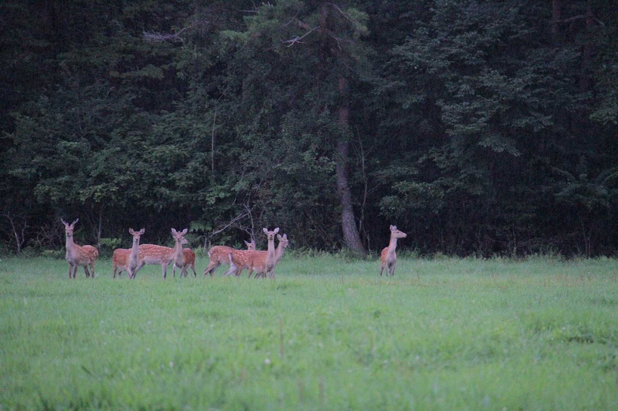 野生のシカの群れにも会える大自然を堪能♪