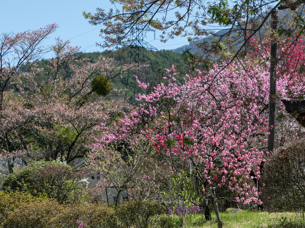 フォレストドーム木曽駒高原 photo 4