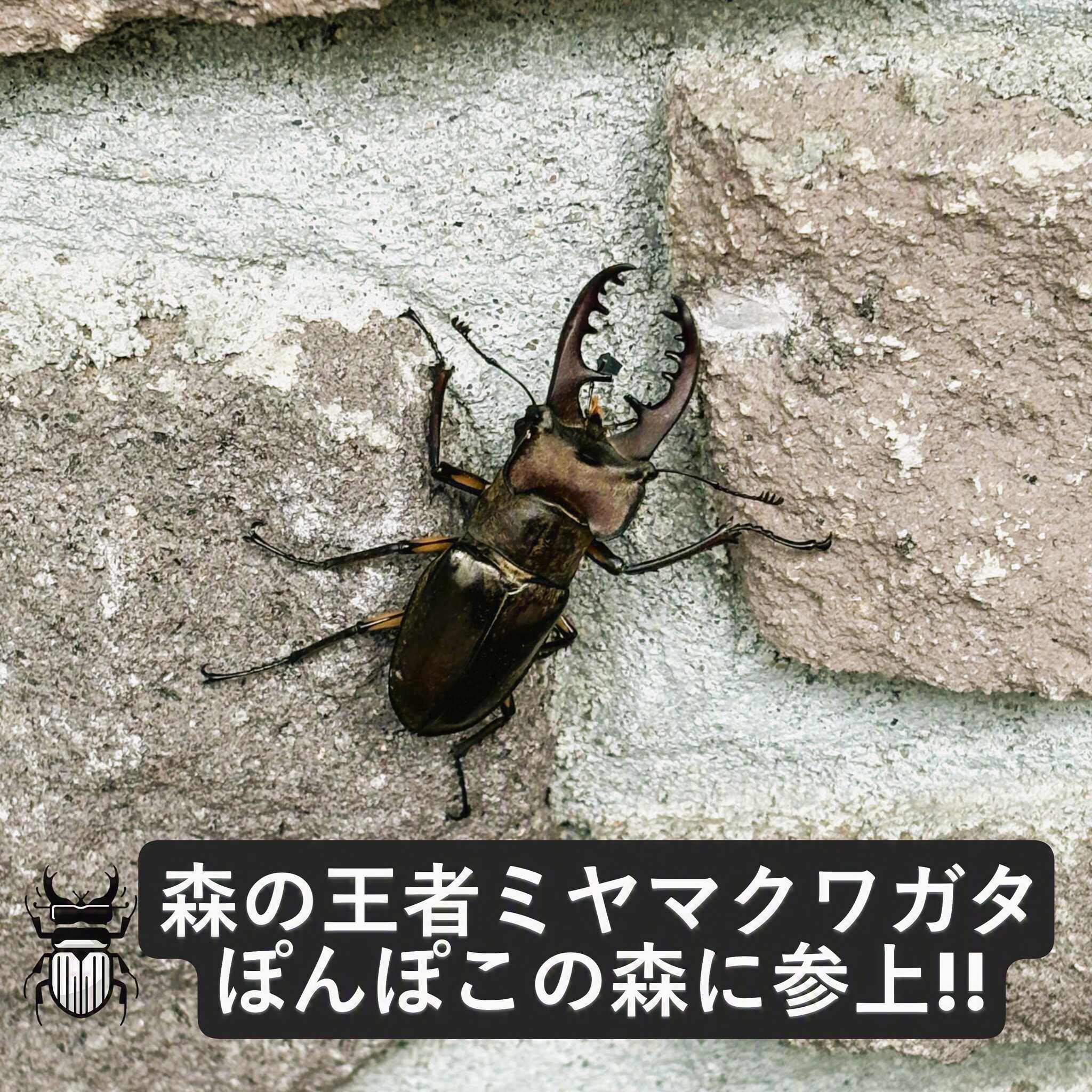 ぽんぽこの森ファミリーキャンプ場の写真 5枚目