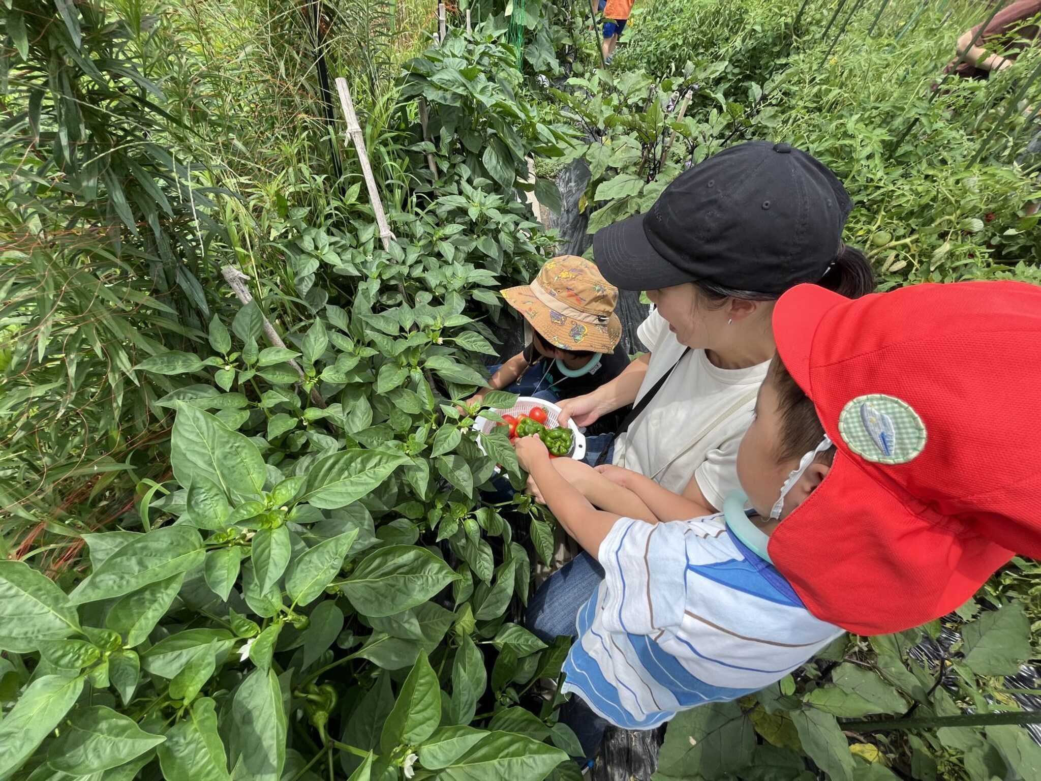 かぶとの森農園では、季節の作物の収穫体験を実施!野菜やお米を収穫し、そのまま食材として調理するなどの一連の体験を提供しています。