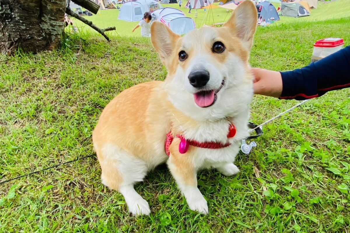和水江田川カヌー・キャンプ場の写真 4枚目