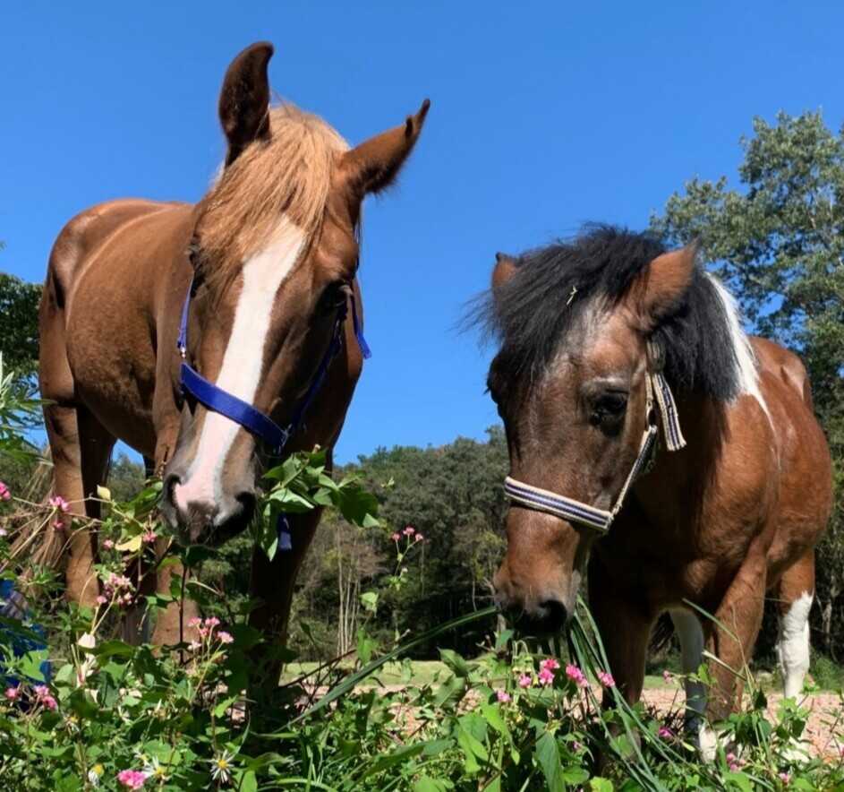 隣接ウエスタンファームで無料乗馬体験3歳〜 林の中をご案内します かわいいコールダックも散歩しています