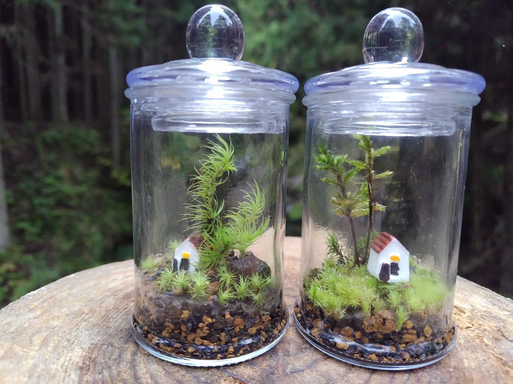 自分で作る苔テラリウム