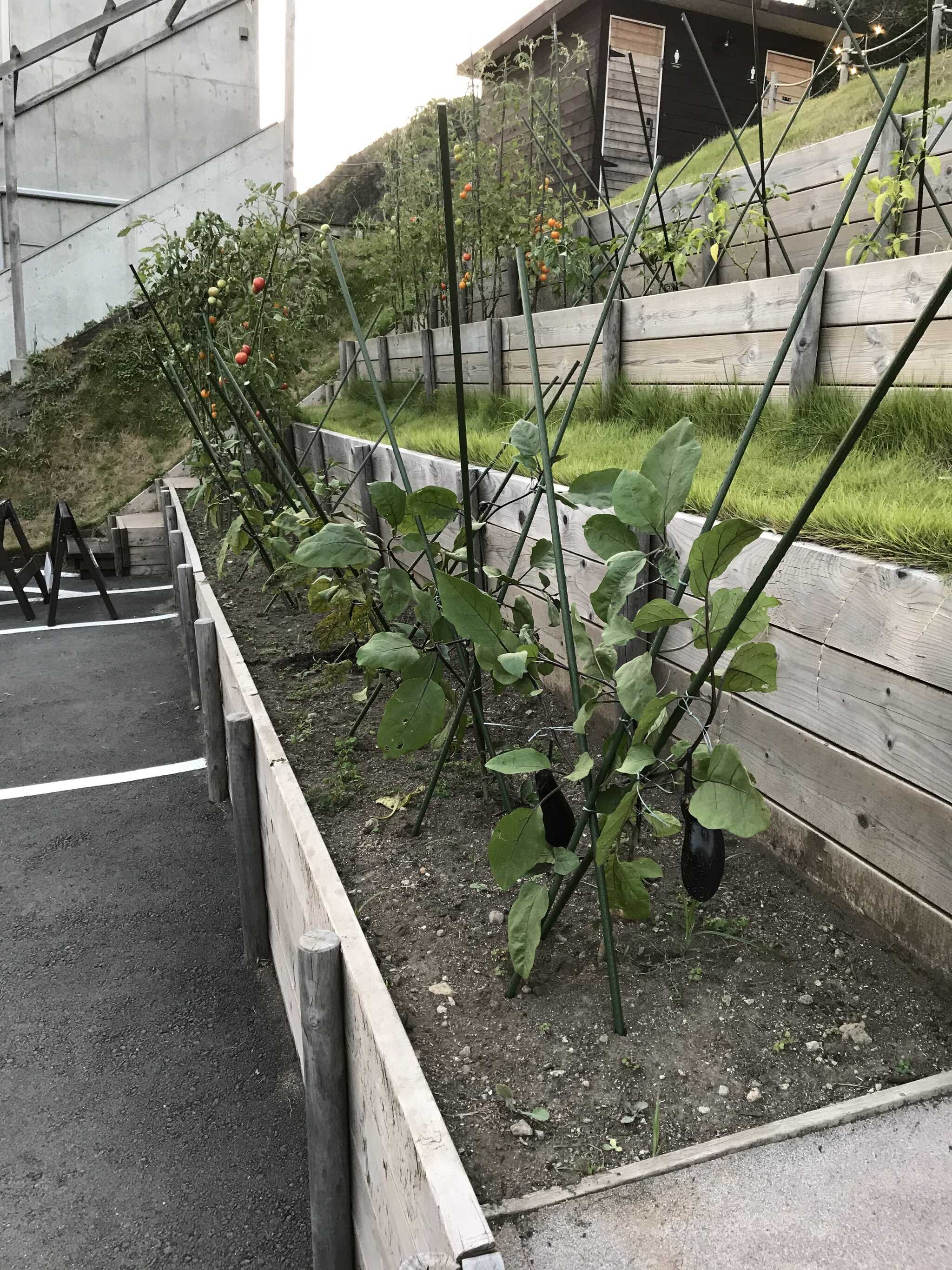 駐車場のすぐ上は野菜の段となっていて、なんと収穫自由!!バーベキューに使ってくださいね。広場も自由にご利用ください。