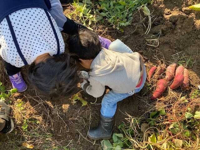 ベランダ菜園ではできないスケールの大きい農園収穫体験。採れたて野菜でバーベキューも!!