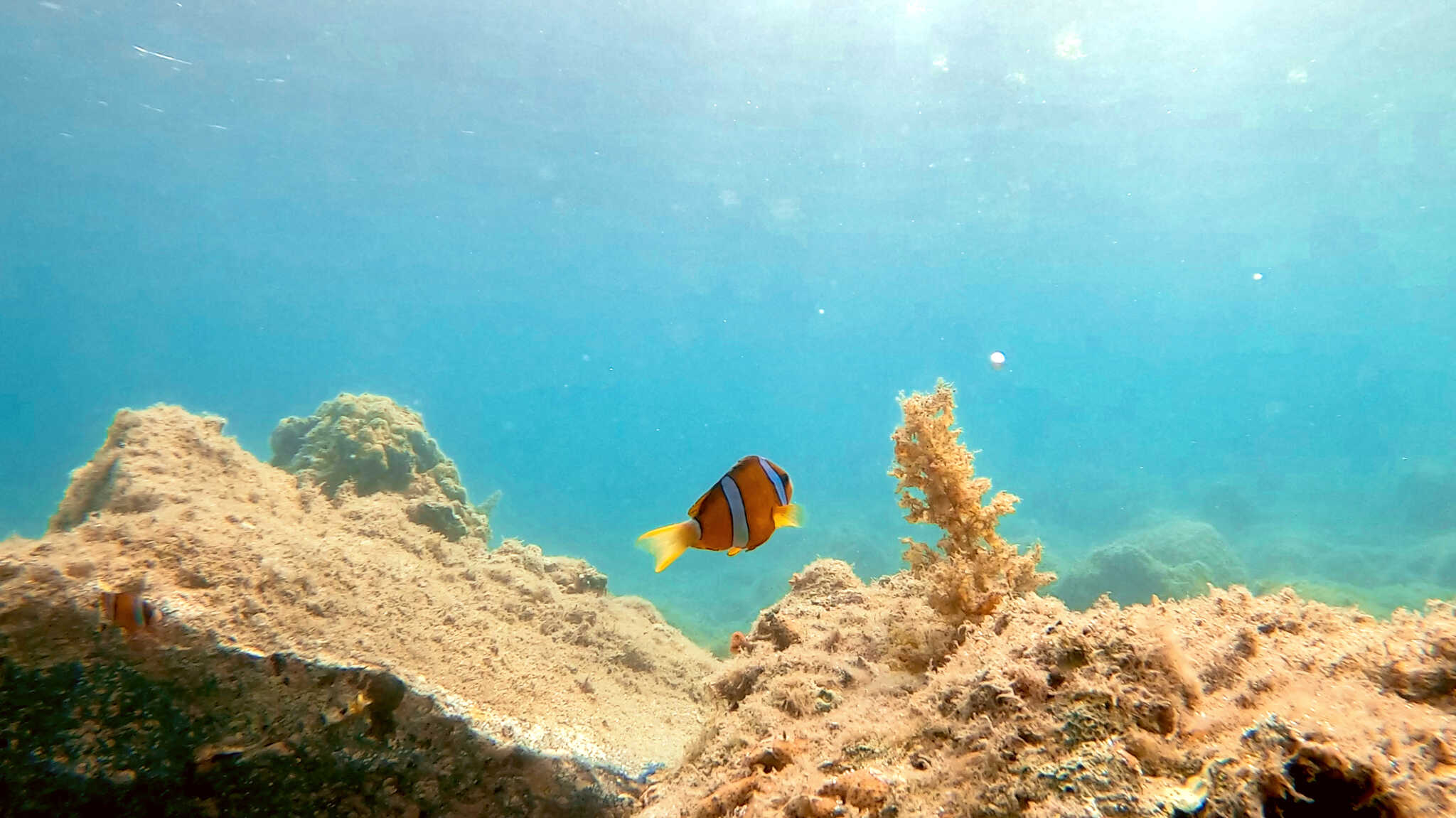 当施設目の前の樫西海岸では、日本で観測できる魚の約1/3、数は1000種類もの魚を見ることができます!
