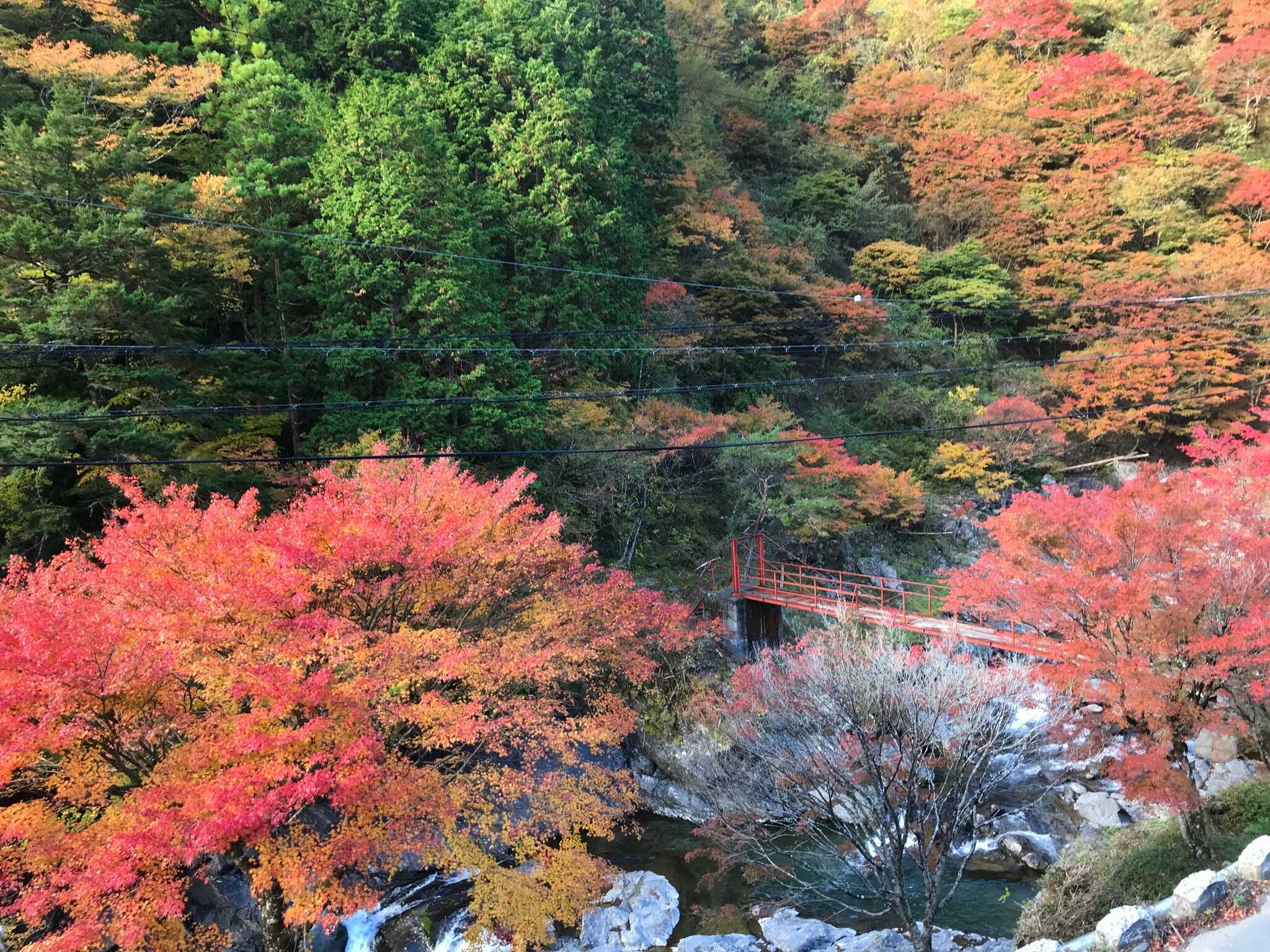 こならの森の写真 5枚目