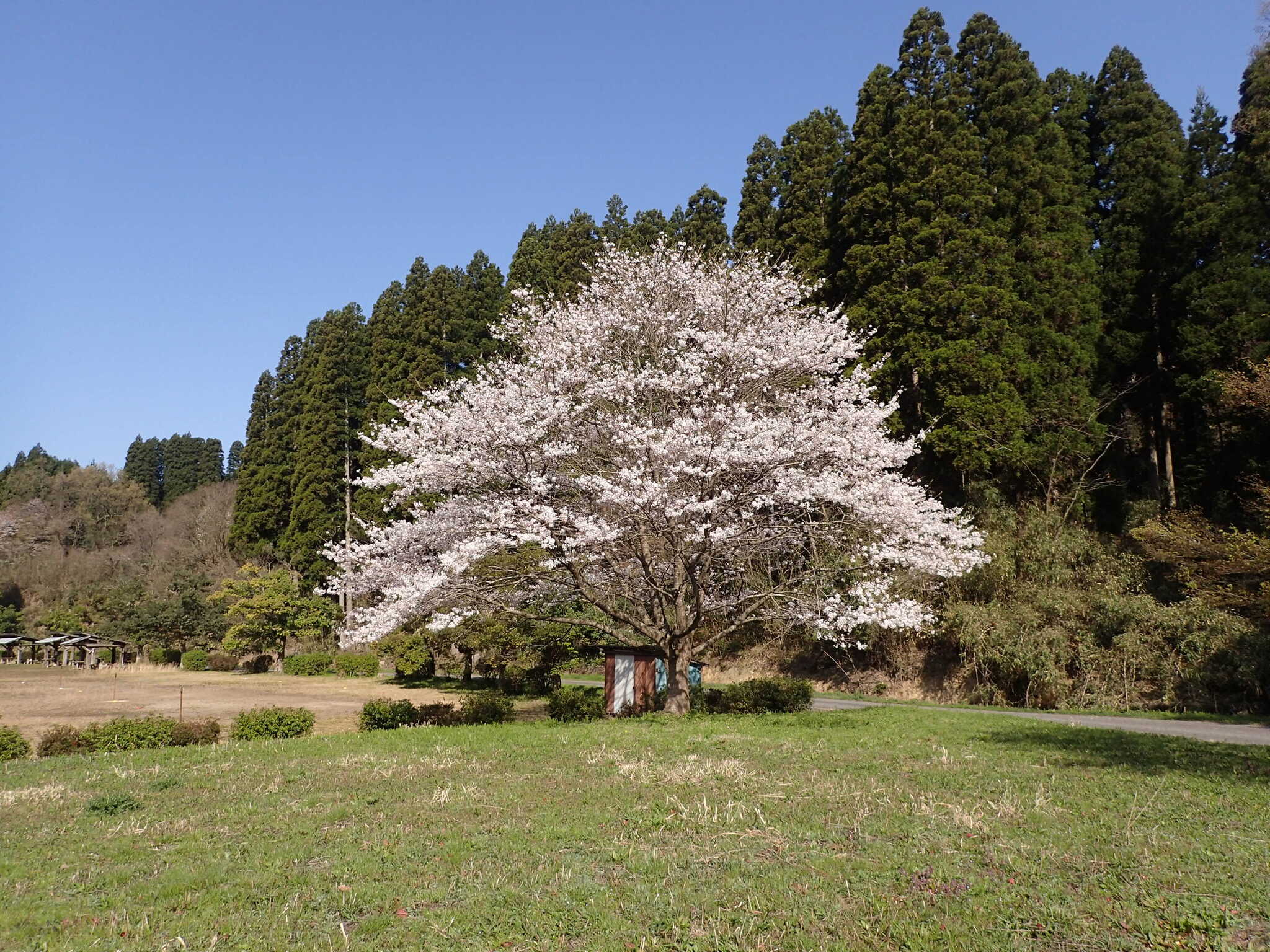 石川県森林公園デイキャンプ場