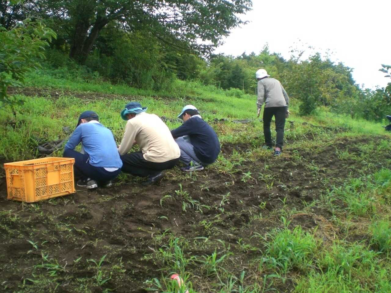 その季節の作物の収穫体験ができます。
