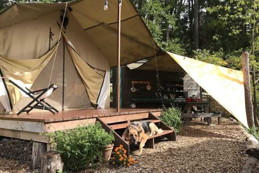 PAWS GROUND