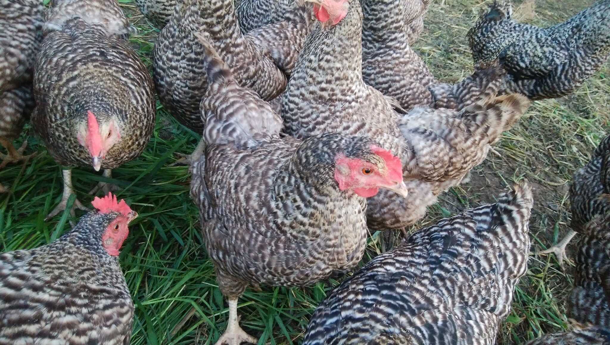 平飼いの鶏たちへの餌やりや家庭菜園での土とのふれあい体験、また漆喰やペンキ塗り、日曜大工など、まるごと家づくりDIY体験も出来ます♫全て無料!! ※季節により体験内容が変わる場合があります。