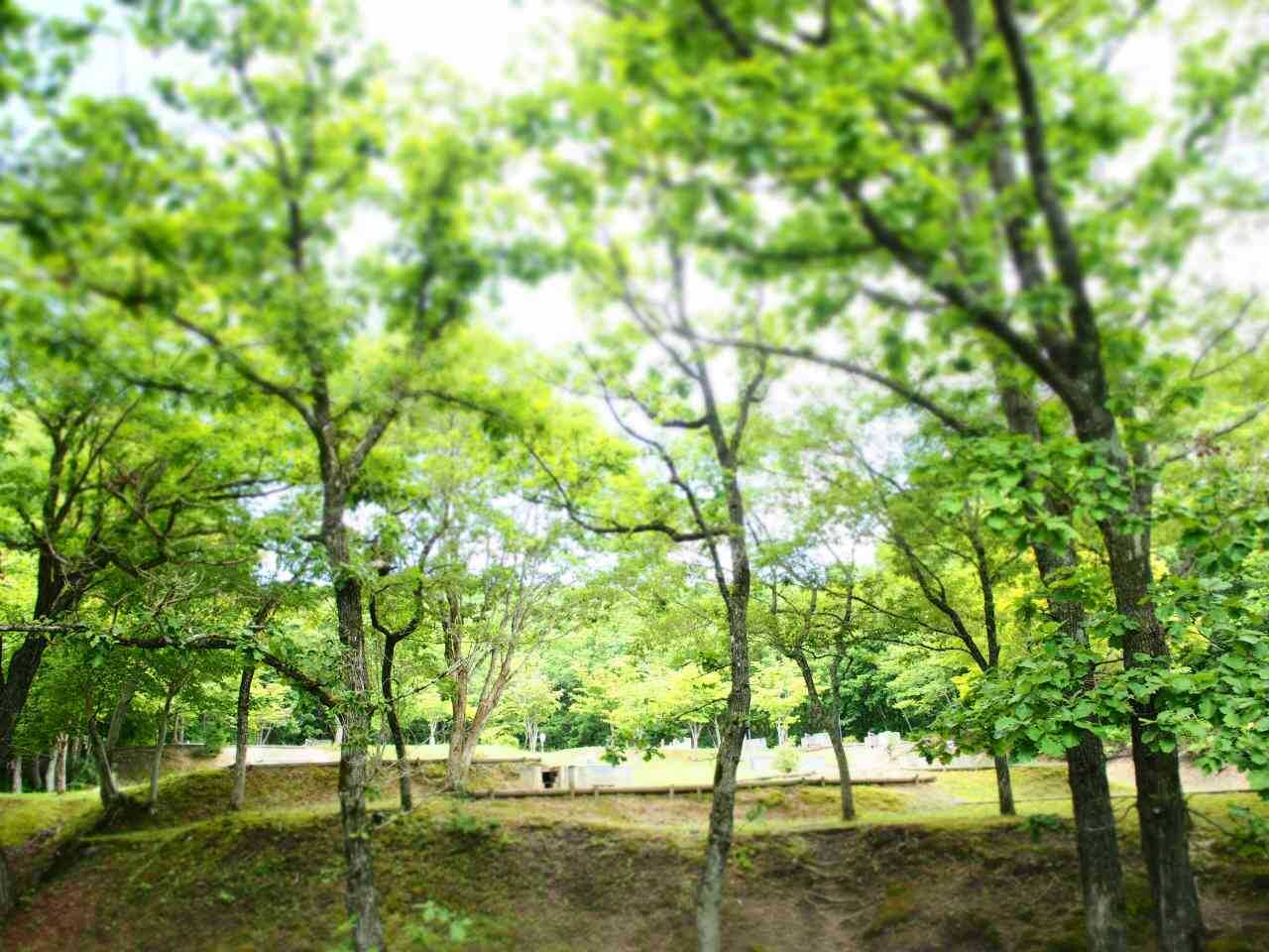 恩原高原オートキャンプ場の写真 1枚目