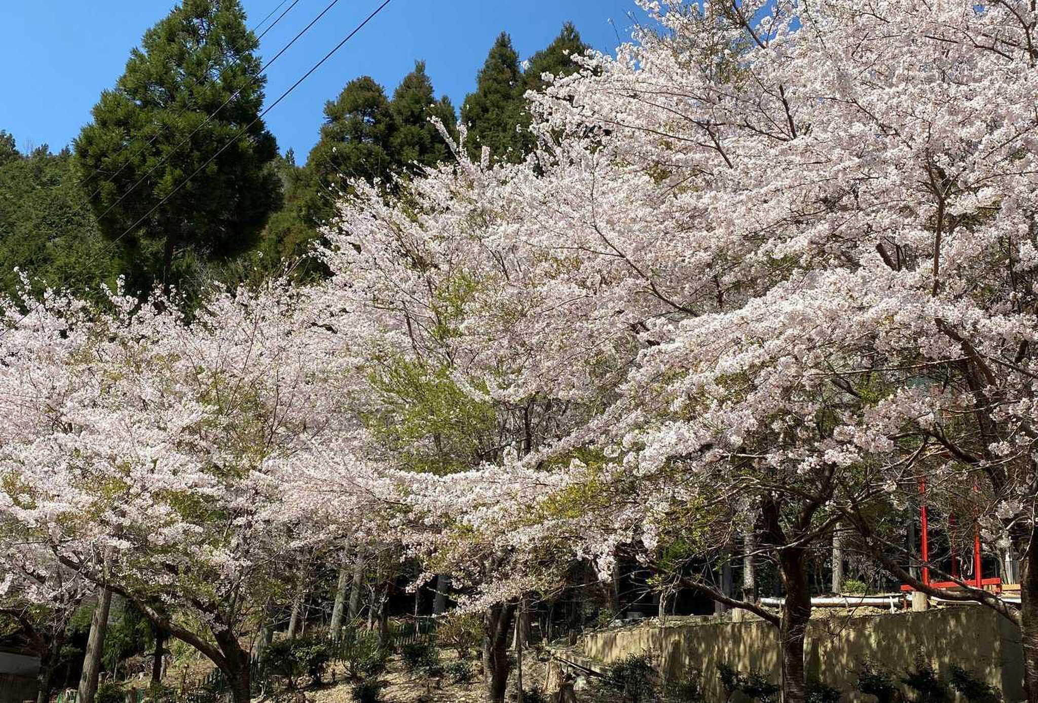 あまご山キャンプ場の写真 4枚目