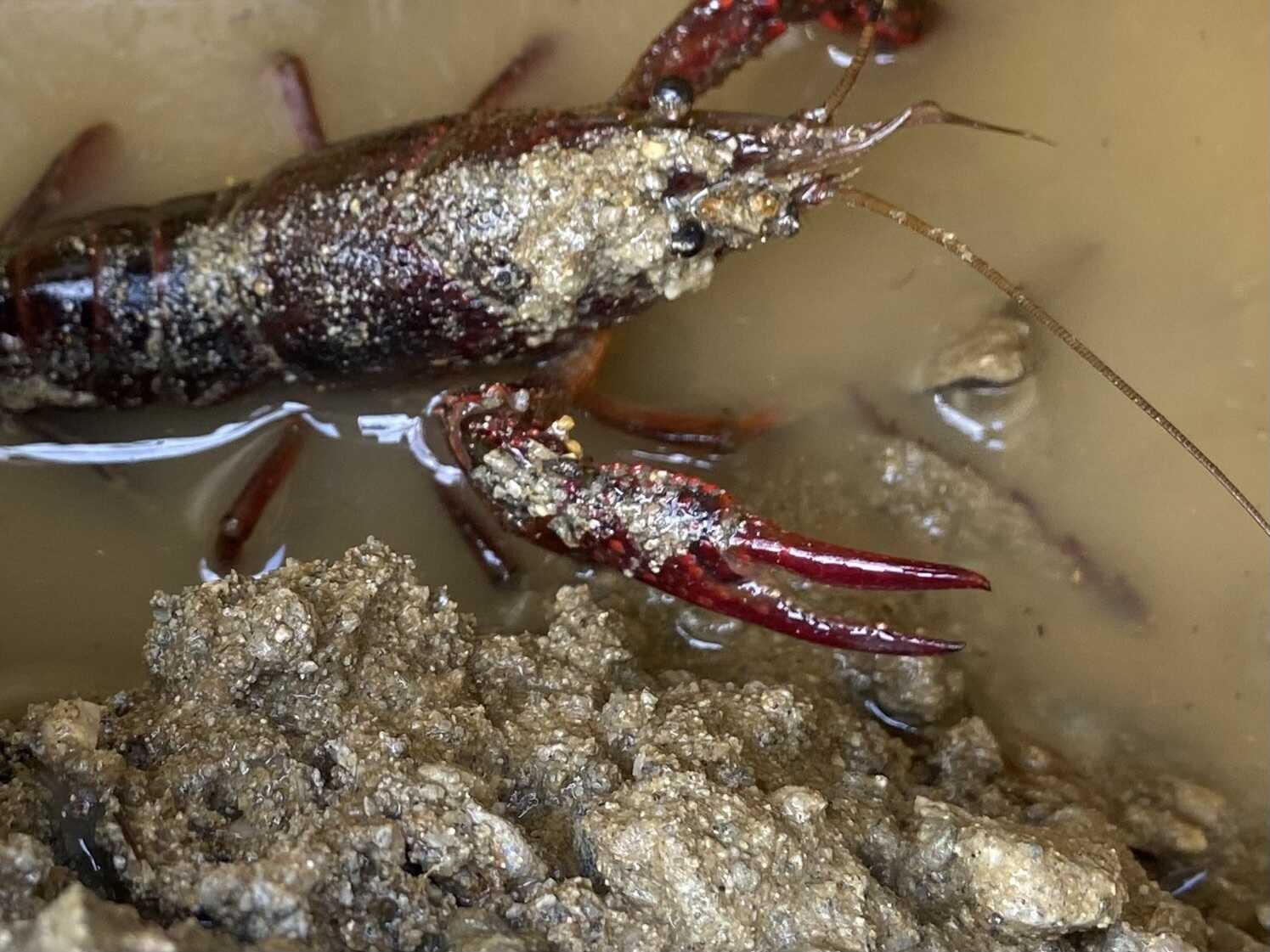 淡路島マンモスの写真 2枚目